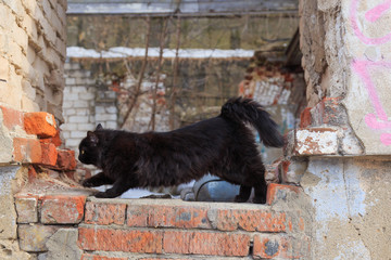 Homeless black cat sitting on the ruins of an abandoned house. Cat basking in the spring sun