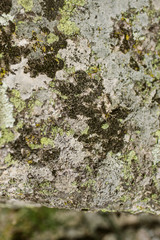 Mossy stone surface as texture and background for design. Closeup view of moss and lichen texture. 