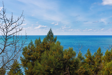 Evergreen juniperus high  is  coniferous plant of the genus Juniper cypress family on rocks in grove on the coast