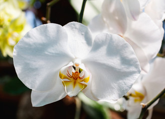 Beautiful orchid branch on abstract blurred background