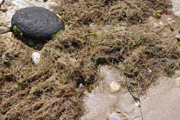 Close up of weed and stones on a sandy beach