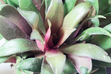 Crassula orbicularis var rosularis