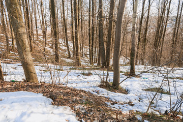 The woods in the spring. The sun is shining among the trees, the first thawed snow can be seen. The snow has melted in some places and the ground is already visible