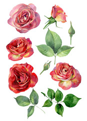 Set of watercolor red - yellow roses