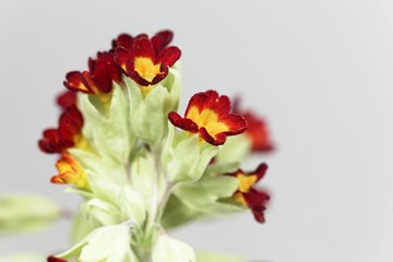 Red colored cowslip, primula vera, flower