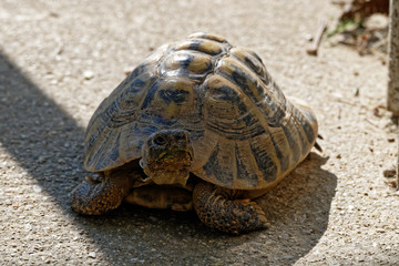 Tortue d'Hermann