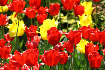 Naklejka premium beautiful tulips