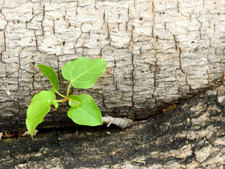 tree