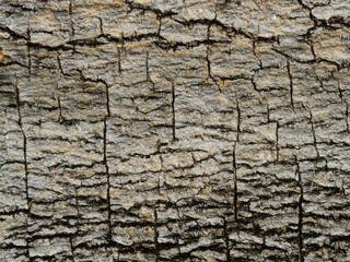 bark texture