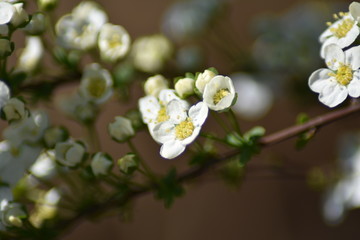 Blühender Spierstrauch (Spiraea)