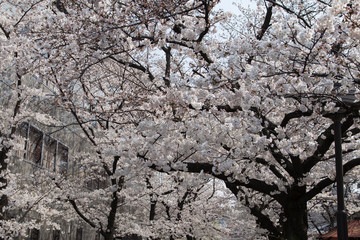 cherry blossoms in Kyoto, details, flowers, branches, blue sky during the hanami
