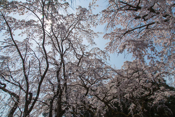 cherry blossoms in Kyoto, details, flowers, branches, blue sky during the hanami 2