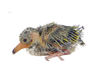 New hatch baby bird isolated on white background