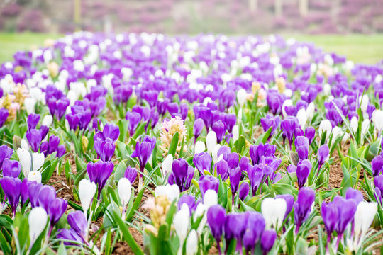 Beautiful purple crocuses field flowers growing and blossome in spring  garden, freshness moment in march and april to welcome spring season.  Travel and agriculture concept. Stock Photo | Adobe Stock