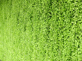 green plant wall background