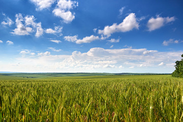 spring landscape - agricultural field with young ears of wheat, green plants and beautiful sky