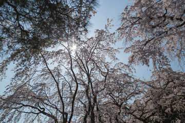cherry blossoms in Kyoto, details, flowers, branches, blue sky during the hanami 2