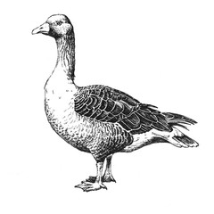 hand-drawn wild grey goose - 259527760