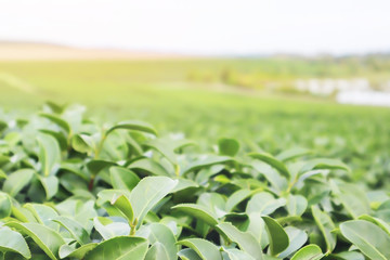 Obraz premium Nature photograph of authentic organic green tea leaves business on the garden of agricuture farm industry at Chiang Rai province the northern path of Thailand.