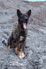 Naklejka premium mongrel funny yawns sitting on the ground in a field