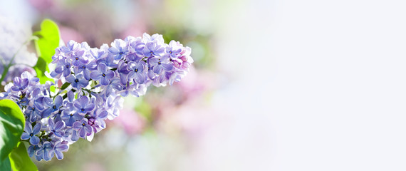 Beautiful springtime floral background with bunch of violet purple flowers. Blossoming Syringa vulgaris lilacs bush. soft focus photo. copy space.
