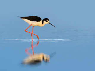 Black-necked Stilt with Reflection Foraging on the Pond with Blue Water