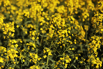 Rapeseed yellow field of blooming flowers on nature blurred background. Beautiful natural background. Selective focus. Yellow rapeseed blossom