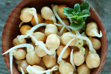 Sprouted grains of chickpea lie in a plate. A healthy lifestyle offers the use of cereal sprouts.
