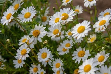 白い小さな菊の花