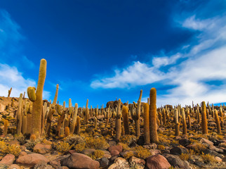 Giant cactus at Isla Incahuasi in Salar de Uyuni