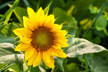 Obraz premium Beautiful blooming sunflower. Bright yellow petals green leaves plant sunny day summer landscape, farmers field background