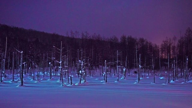 Quiet panorama of the Blue pond in Hokkaido at night with a group of bare trees during a snowfall. 4K Resolution