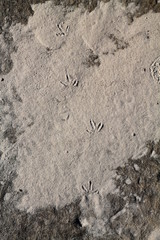 footprint wall background