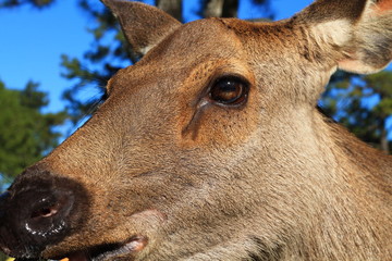 portrait of a deer