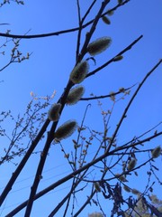 blossoming willow