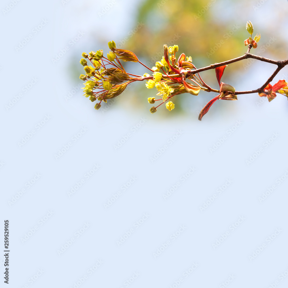 Wall mural spring nature landscape with maple tree flowers macro view. fresh leaves against sunlight. soft focu