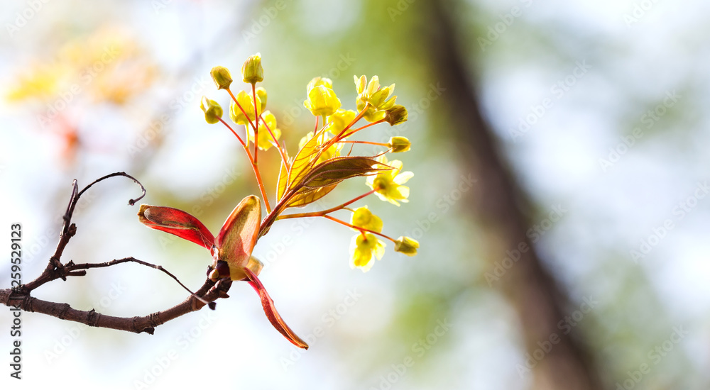 Wall mural spring nature landscape with maple tree flowers macro view. fresh leaves against sunlight. soft focu