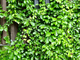 Fototapeta na wymiar grow of green ivy plant on wood fence in garden