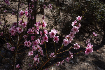 Pink Flowering Bush in the Mountains