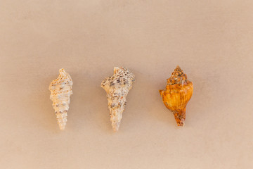 Summer concept. Three seashells in a row