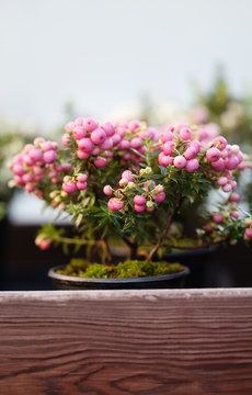 Beautiful gardening background. Flowerpot with Pernettya mucronata green leaves red pink berries. Selective focus.