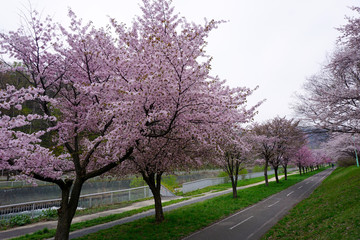 Obraz premium 直線道路と桜