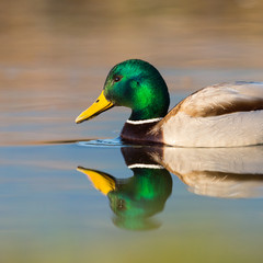 side view portrait swimming colorful mirrored male mallard duck (anas platyrhynchos)
