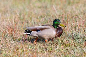 male wild mallard duck (anas platyrhynchos) standing in meadow
