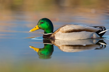 Fototapeta premium swimming colorful mirrored male wild mallard duck (anas platyrhynchos)