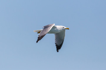 portrait flying gull  bird (larus michahellis), in blue sky, spread wings