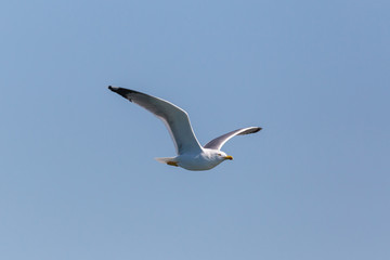 Fototapeta na wymiar flying gull bird (larus michahellis), in blue sky, spread wings