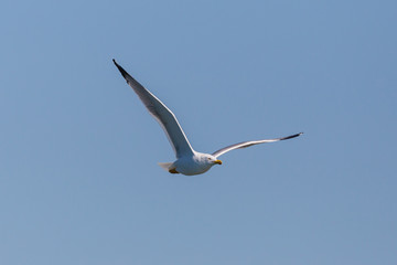 flying yellow-legged gull (larus michahellis), in blue sky