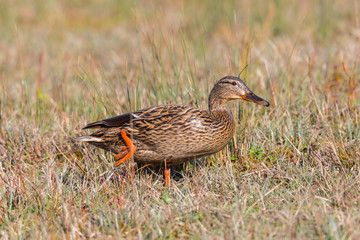 female wild mallard duck (anas platyrhynchos) walking in grass