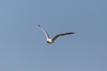 yellow-legged gull (larus michahellis) in flight, blue sky, spread wings